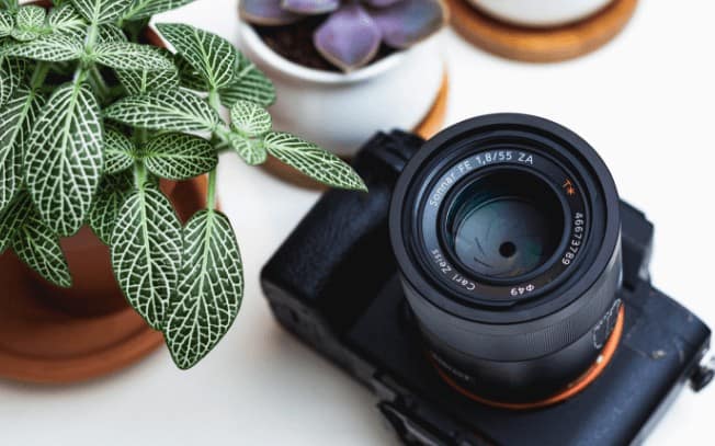Camera on surface with a green plant beside it