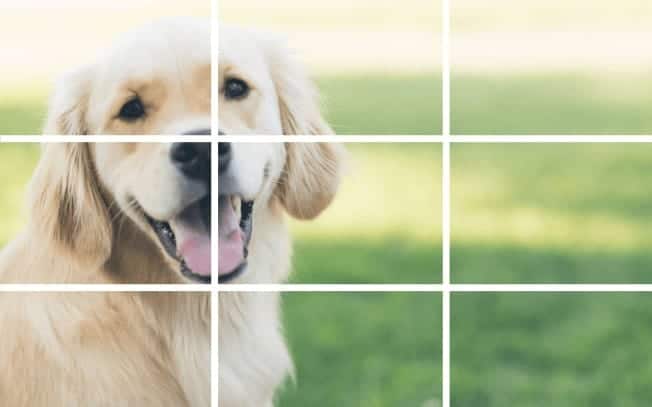 A photo of a golden retreiver divided up into 9 squares to demonstrate the rule of thirds